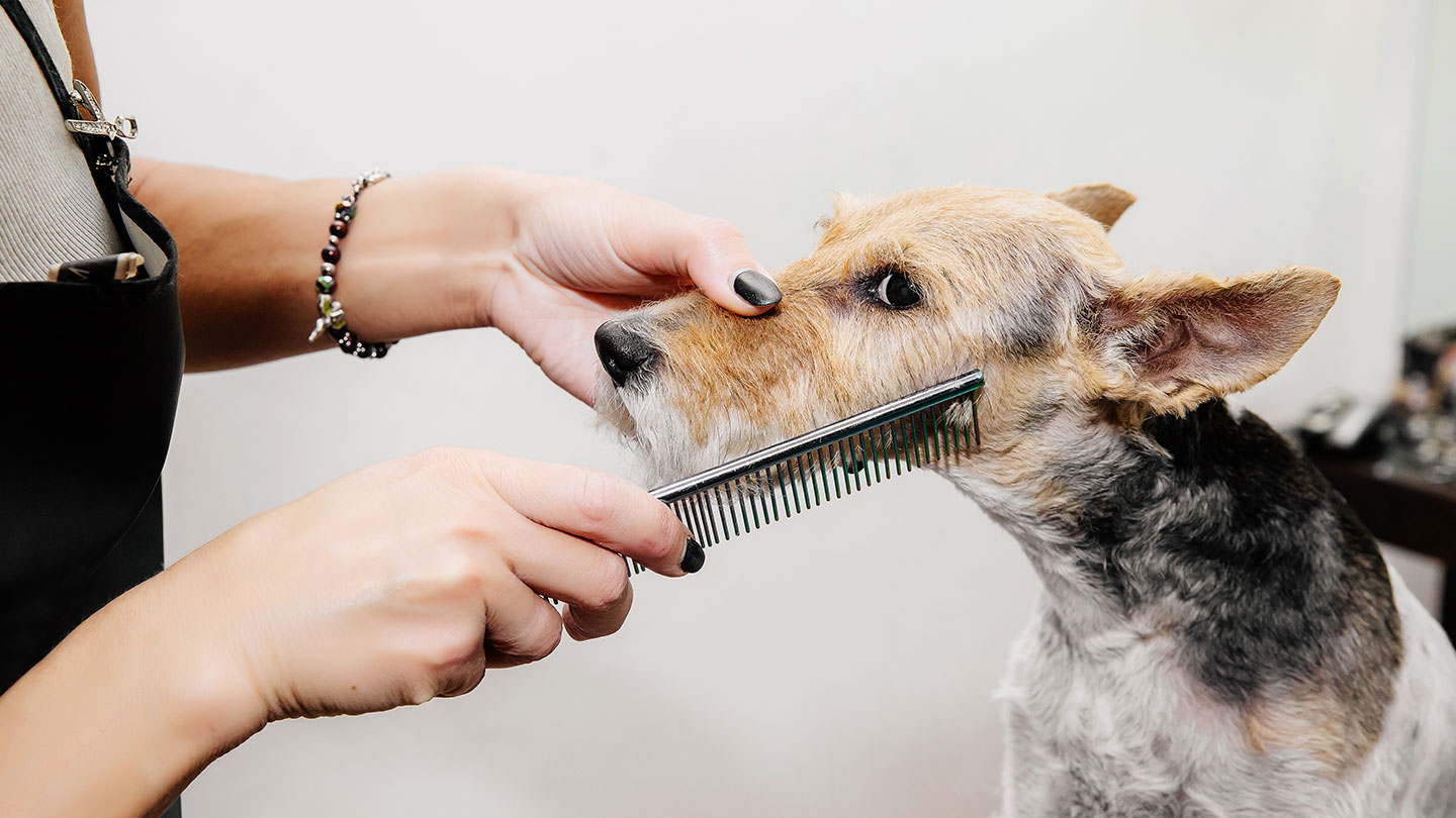 Grooming Supplies, Animal Clippers, Dryers, Baths, Blades, Grooming Tables,  Blade Sharpening