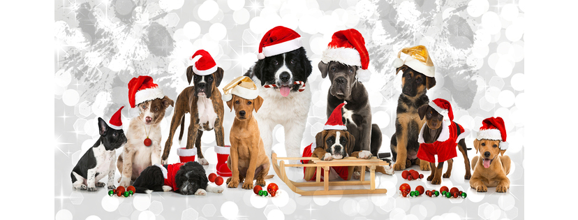 Happy Holidays